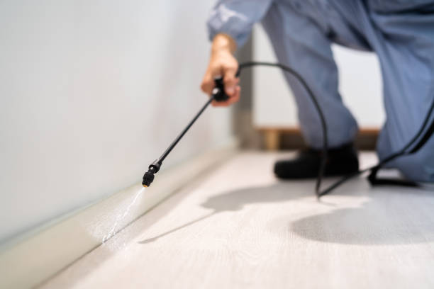 Rodent Entry Point Assessment in Mission Viejo