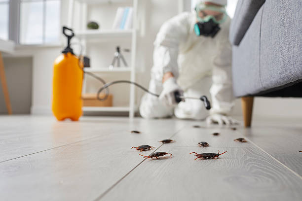 Commercial Rodent Management in Mission Viejo